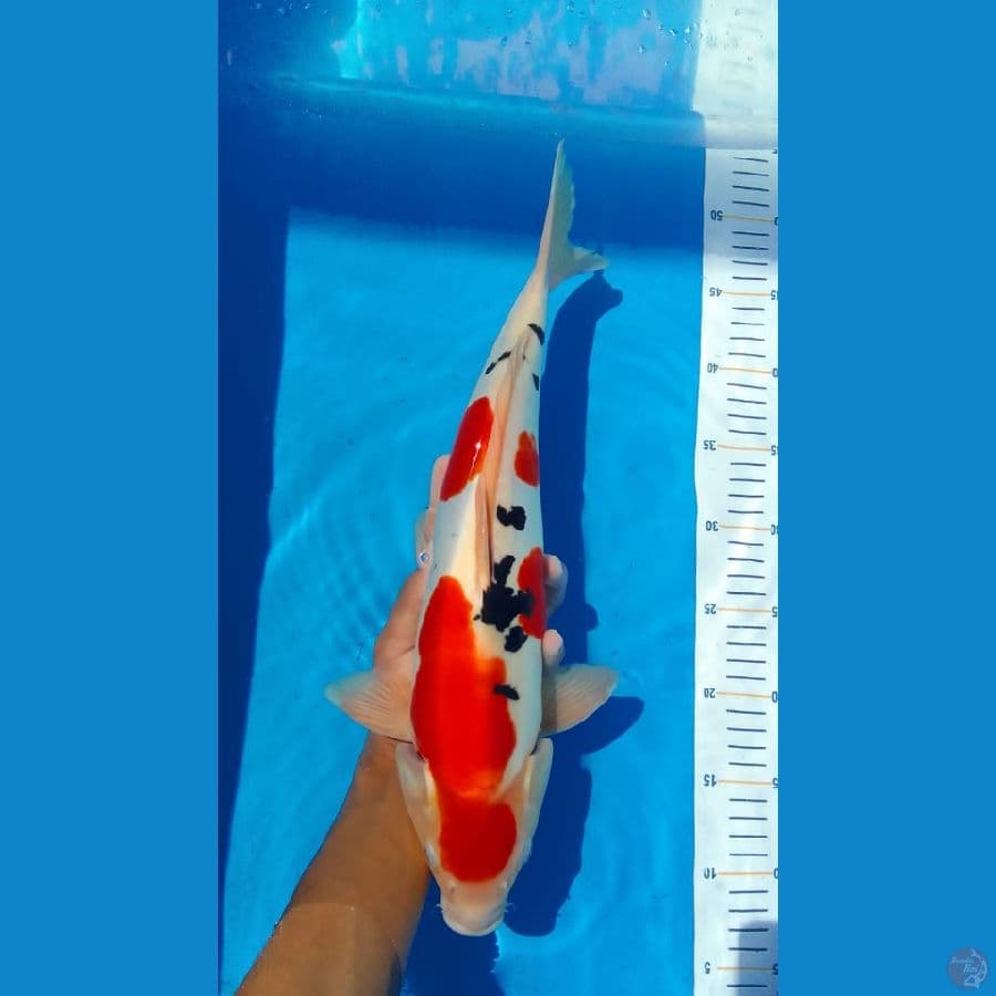 40cm doitsu murni sanke