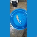 karasi lemon non ginrin 30cm