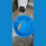 karashi prospek golden corn 30cm