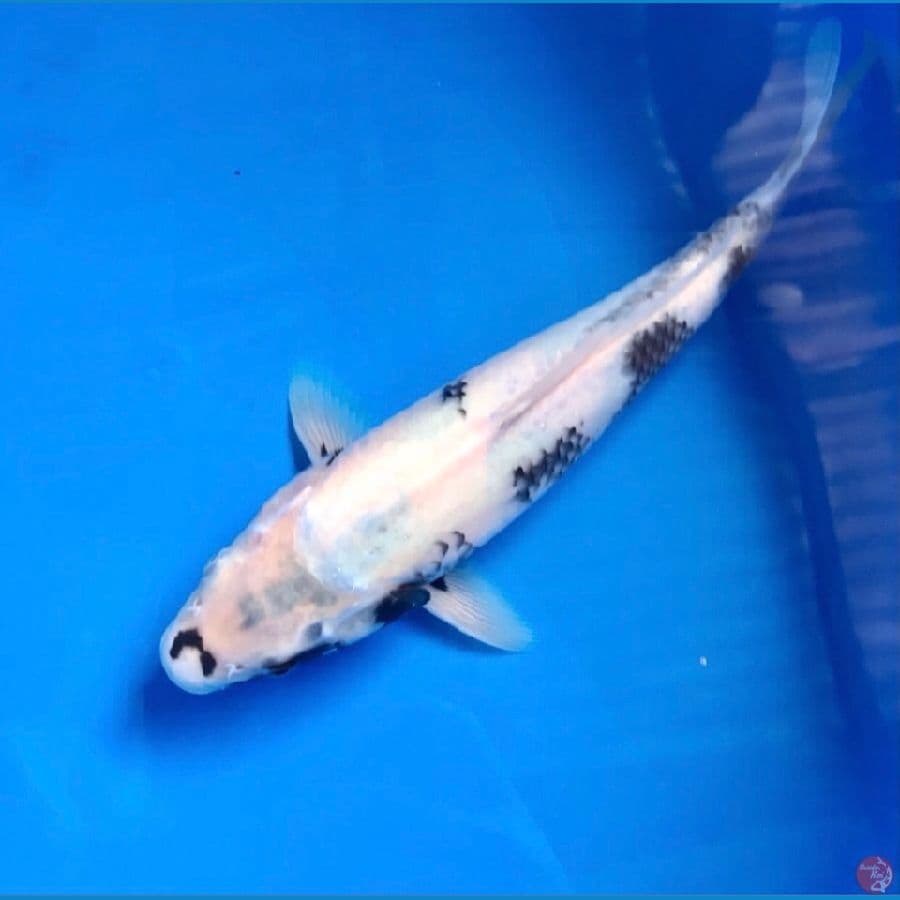 shiro tategoi 30cm