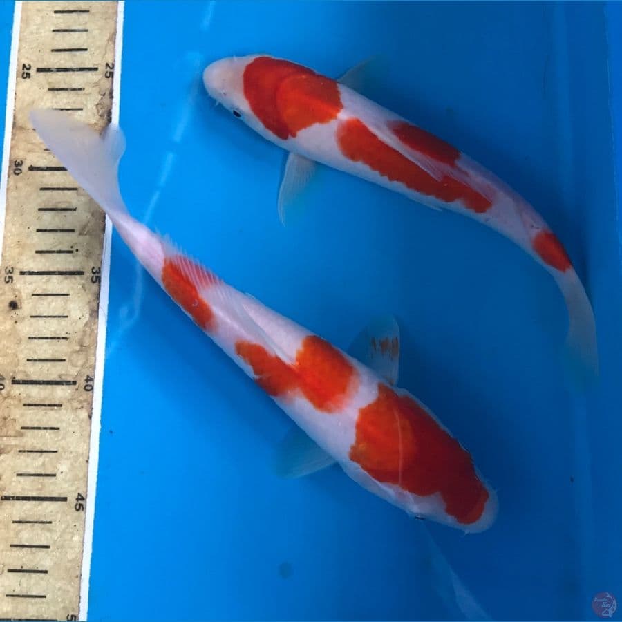kohaku 3 step