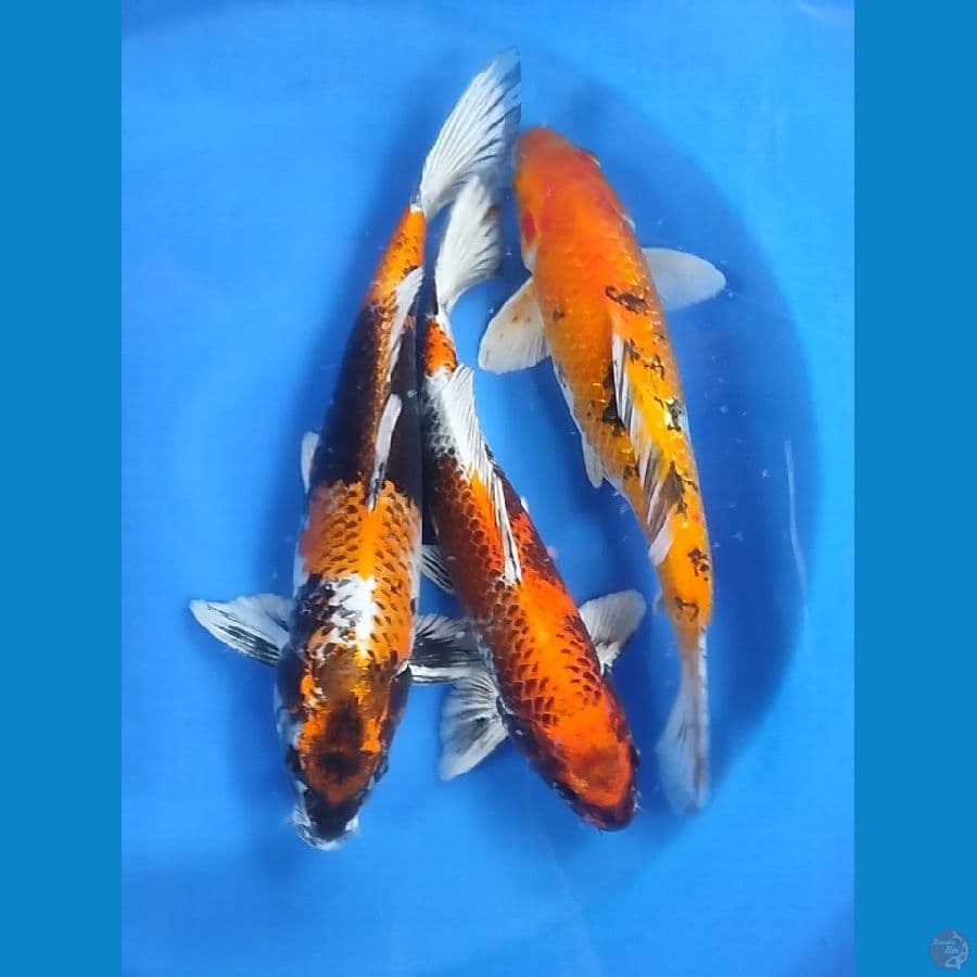 jumbo Mix 40 - 42 - 45CM ALL Male