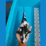 SHIRO 35CM 