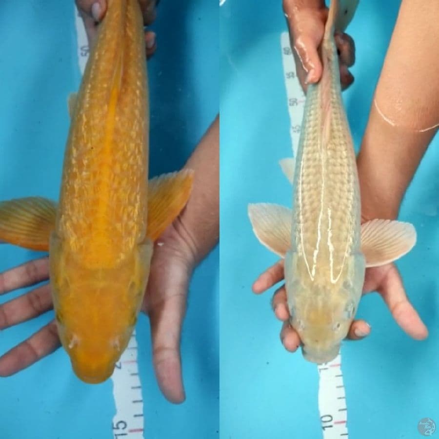 47&48cm, Ginrin