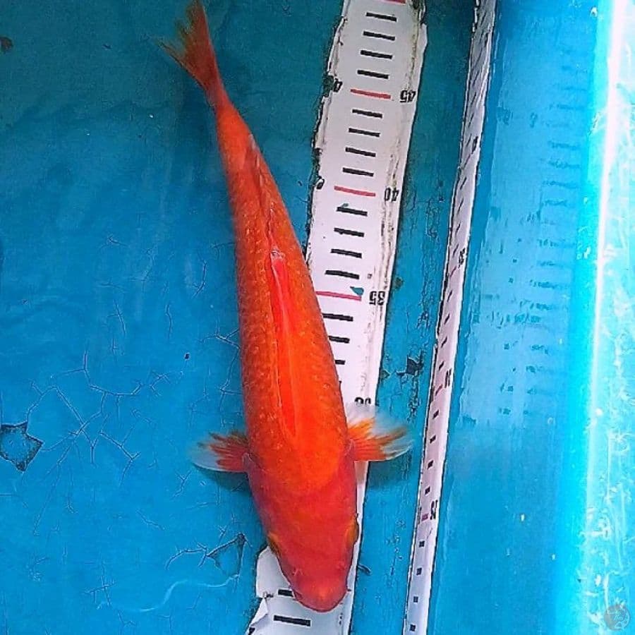 25cm, aka Hajiro ginrin Tembus
