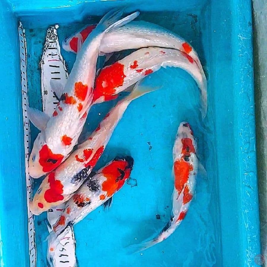 25-30cm, Showa Ginrin 6 ekor