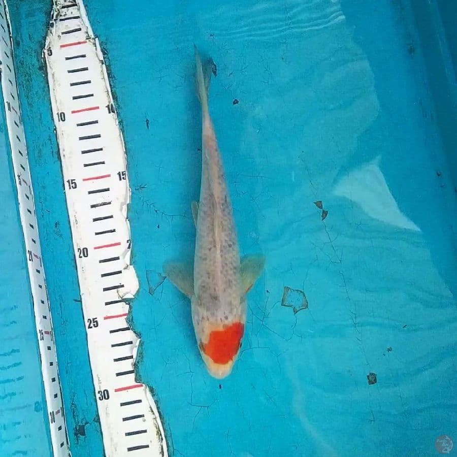 22cm, Tancho Ochiba