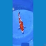 kohaku -38 cm