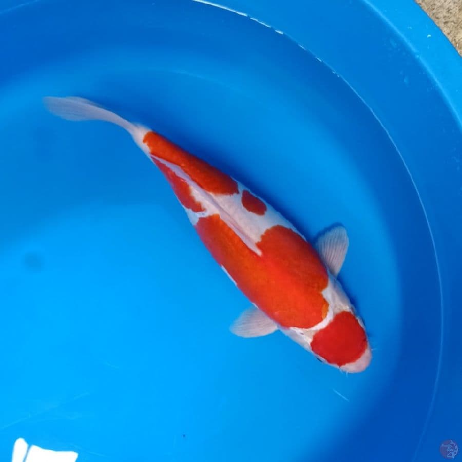 BODYSHOT KOHAKU DOITSU 37CM