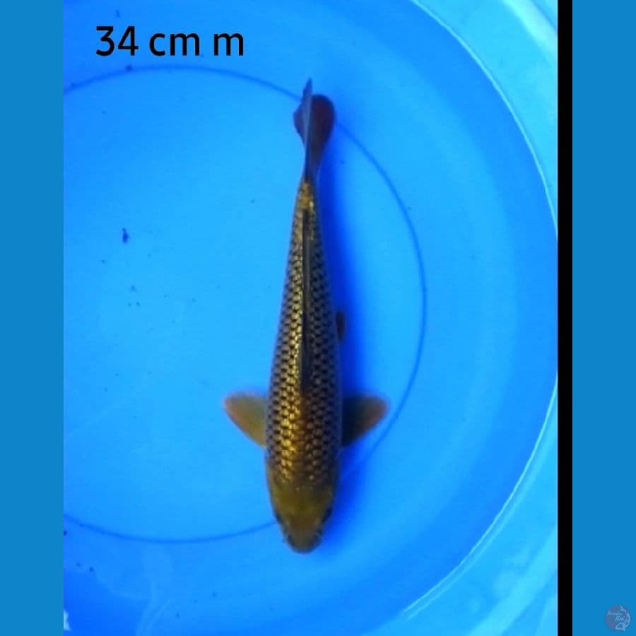Karamel male 34 cm