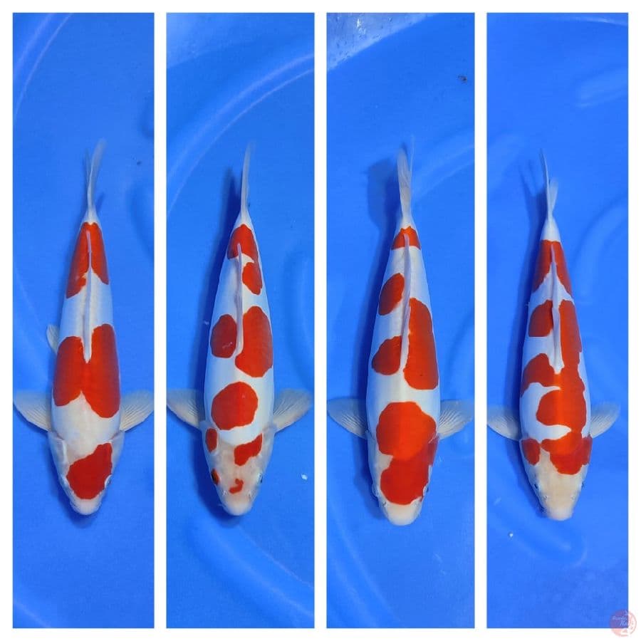 kohaku doitsu strong 