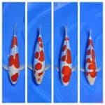 kohaku doitsu strong 