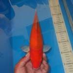 AKAMUJI MERONA