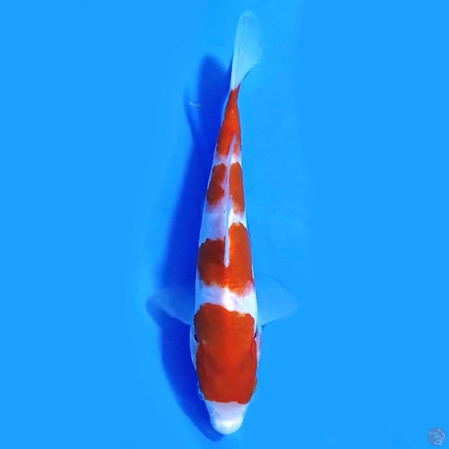 Yondan kohaku 17cm