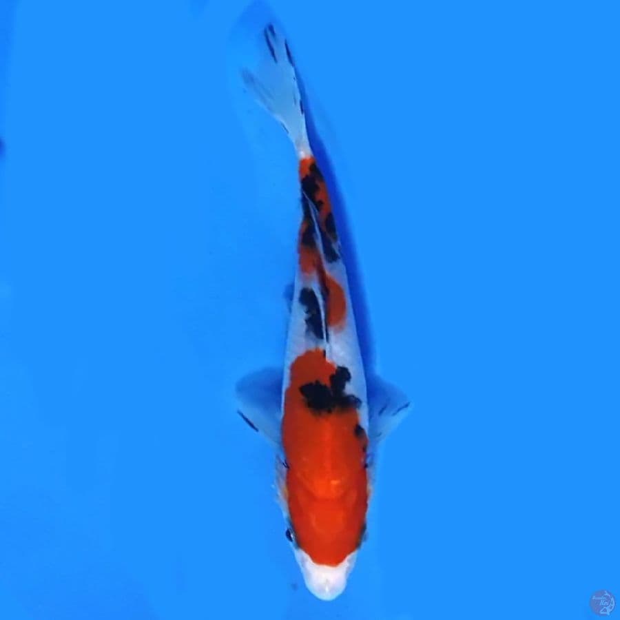 Taisho sanke 14cm