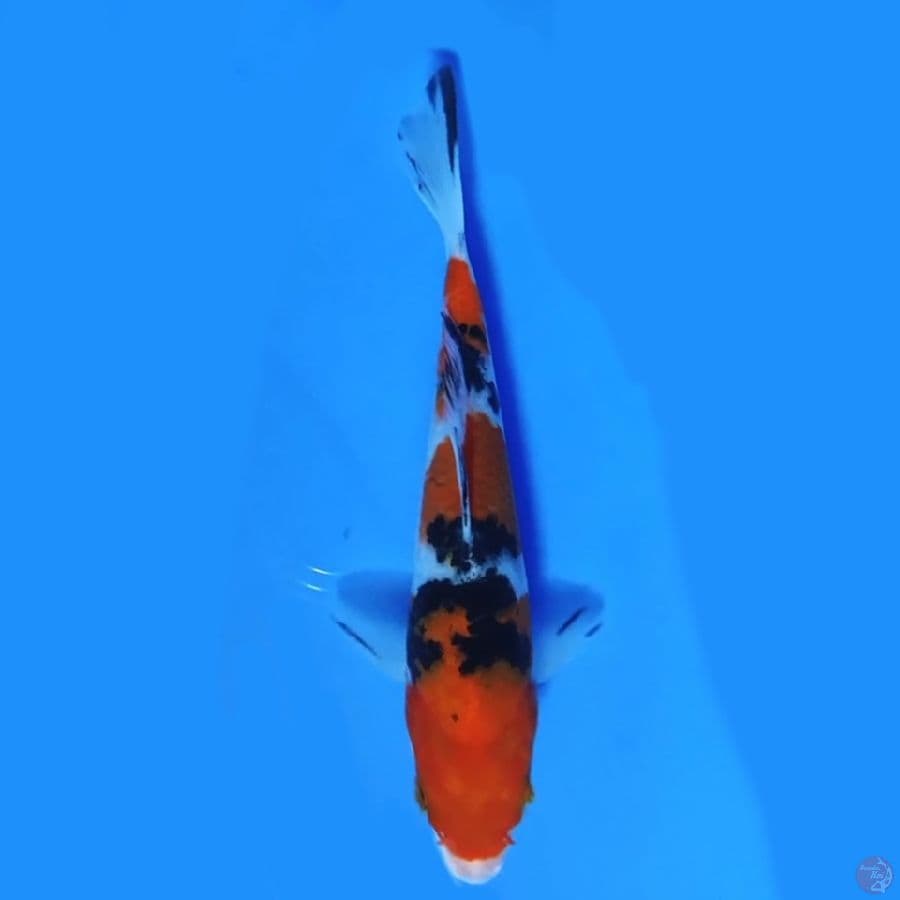 Taisho sanke 13cm