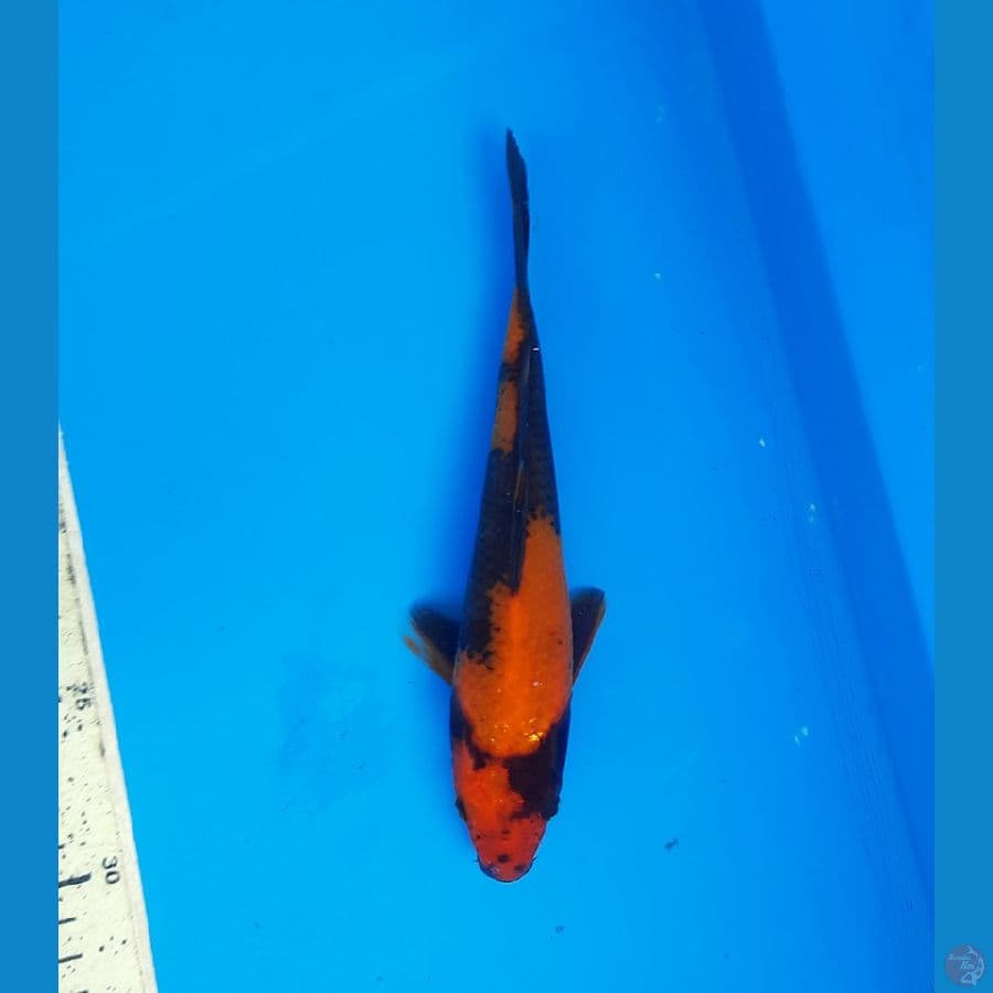 Hi utsuri 20cm