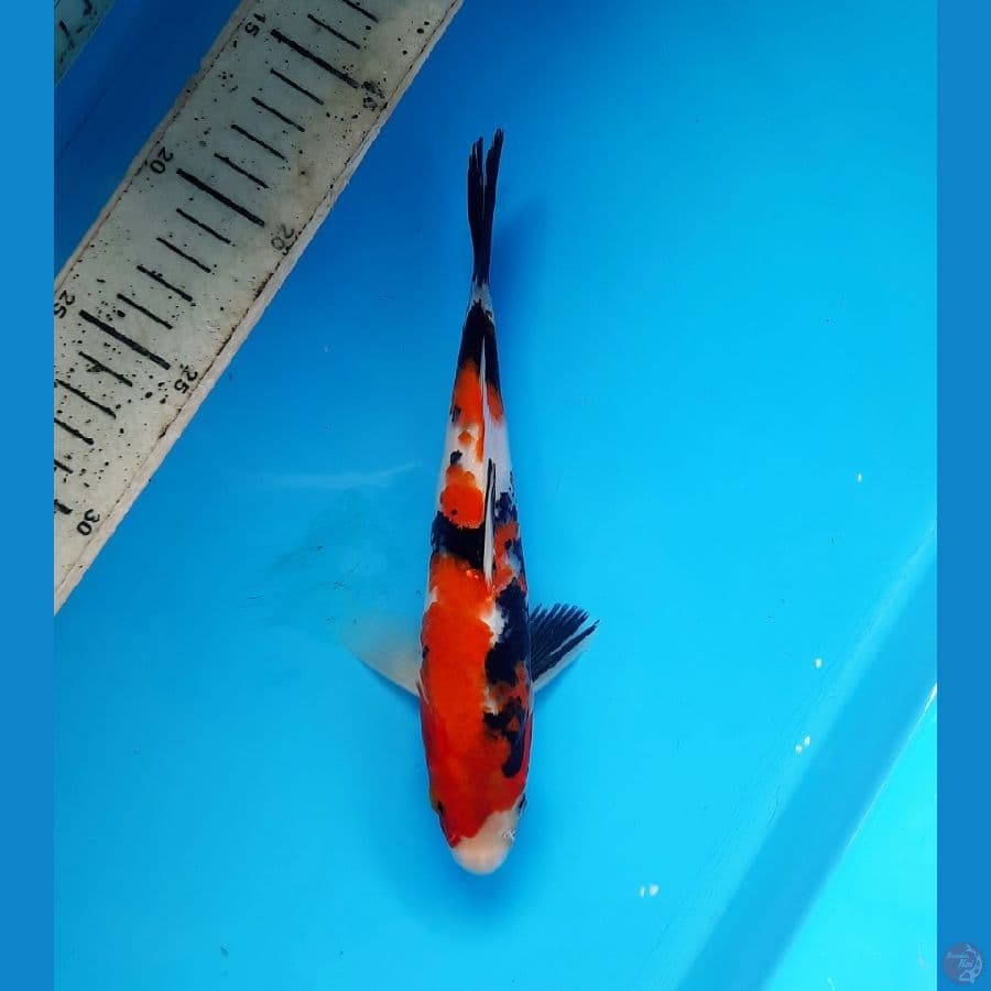 Showa red strong 20cm