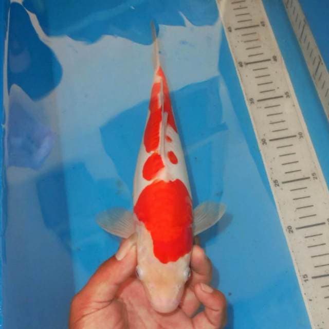 KOHAKU RED DEVIL