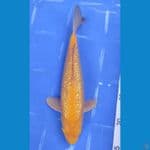 KARASHI GINRIN 30CM*MALE* RING RAPI