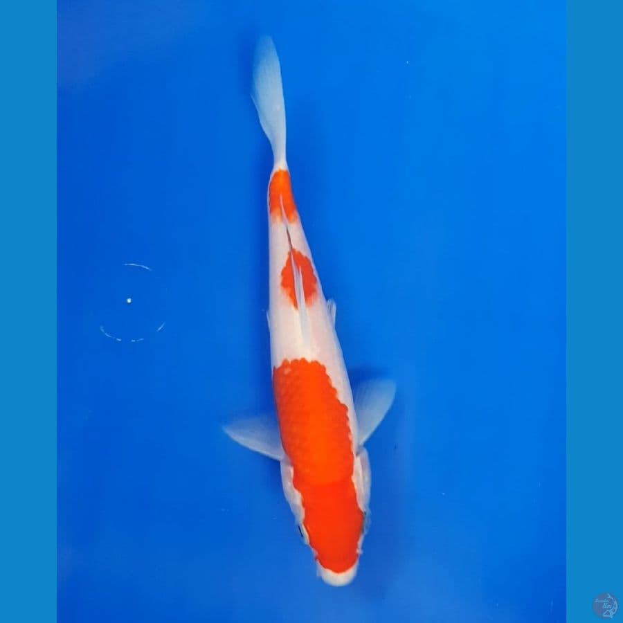 #MINION KOHAKU 15cm