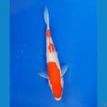 #MINION KOHAKU 15cm