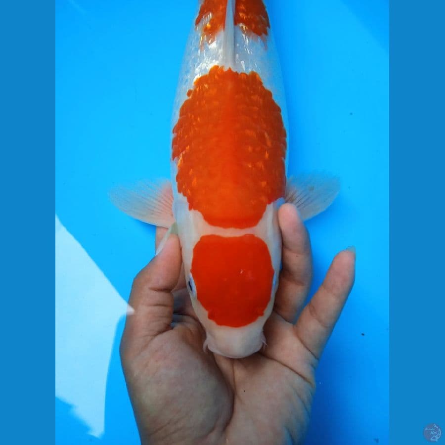 QQ MARUTEN KOHAKU F38CM