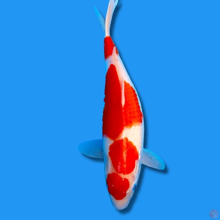 KOHAKU MARUTEN 40CM FEMALE