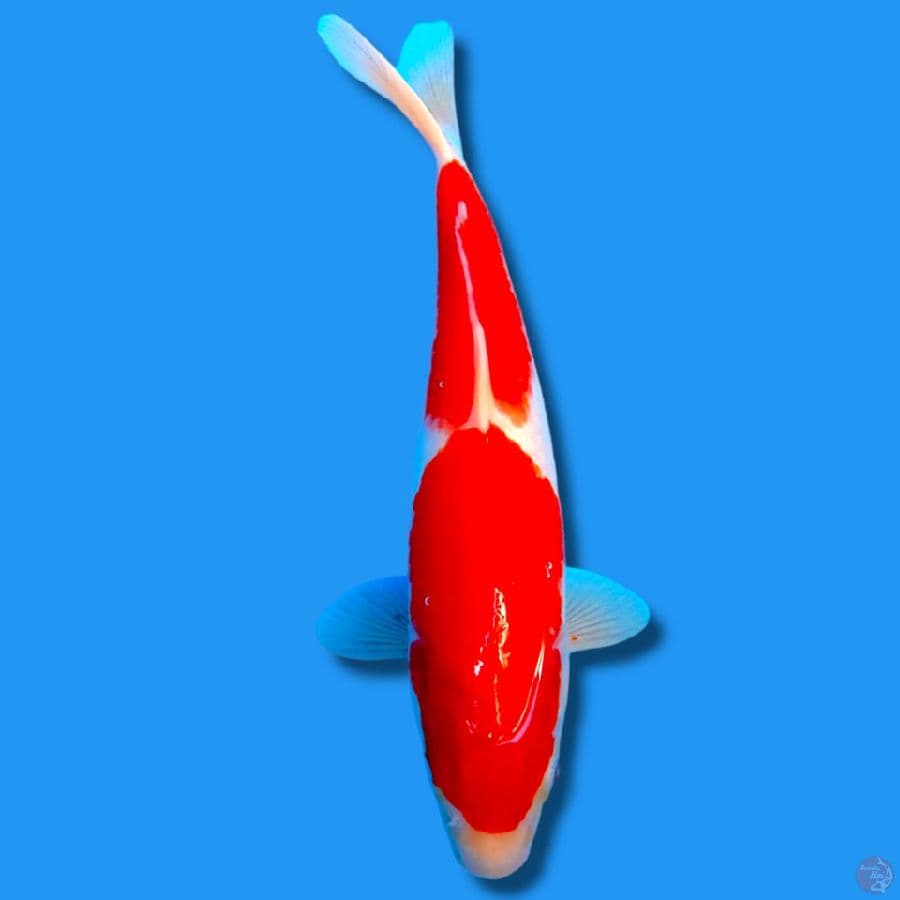 KOHAKU 2STEP