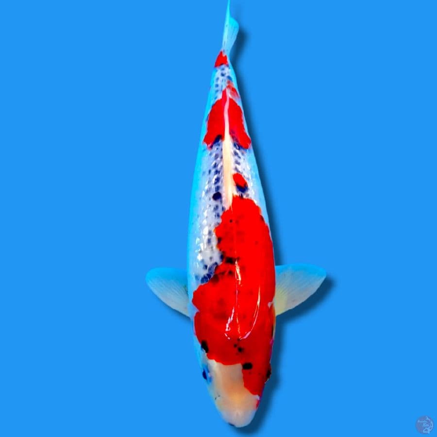 GHOSIKI GINDRIN 31CM