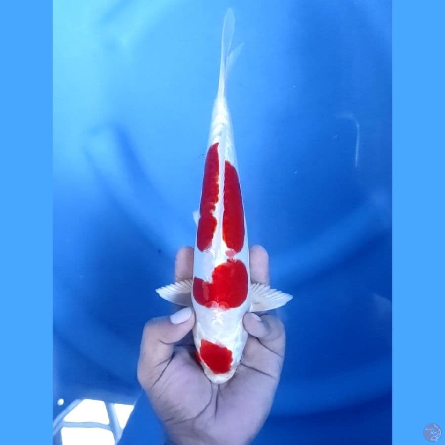26CM # IKUSHUI - M