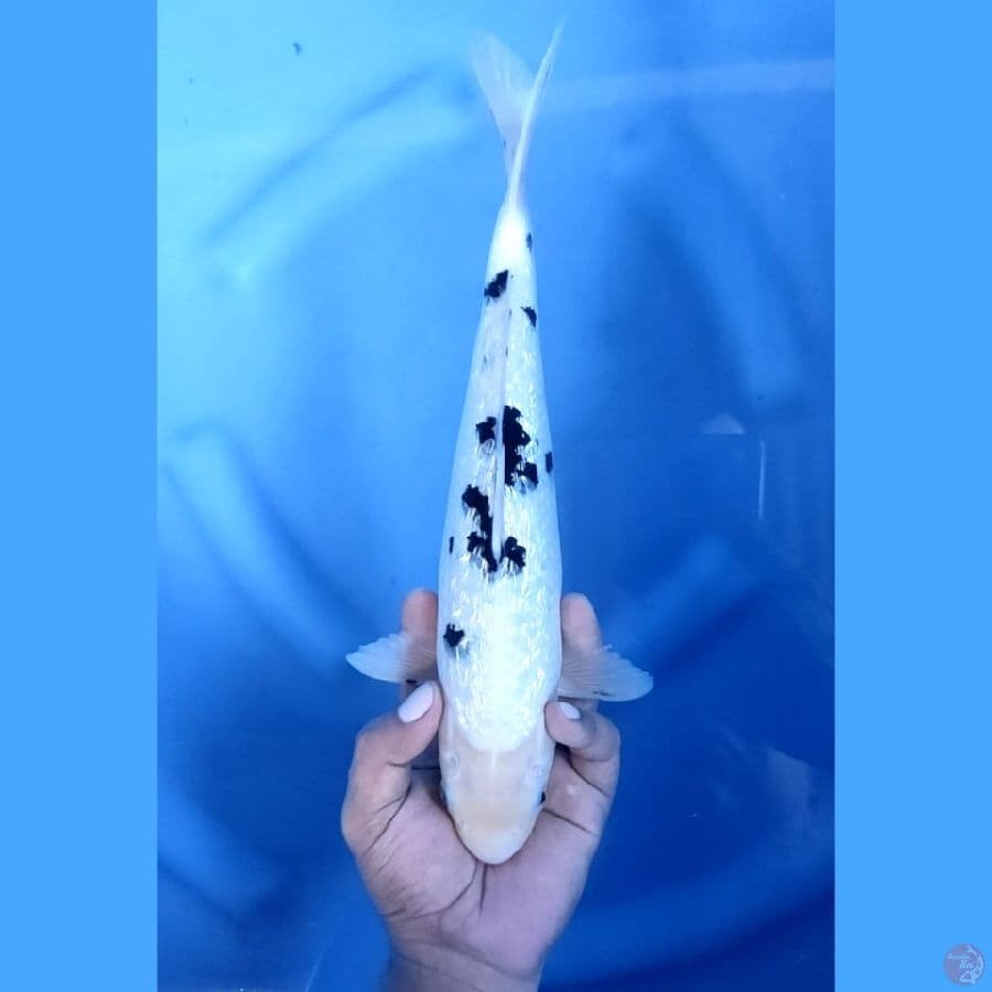 31CM # BEKKO GINRIN HALUS - F