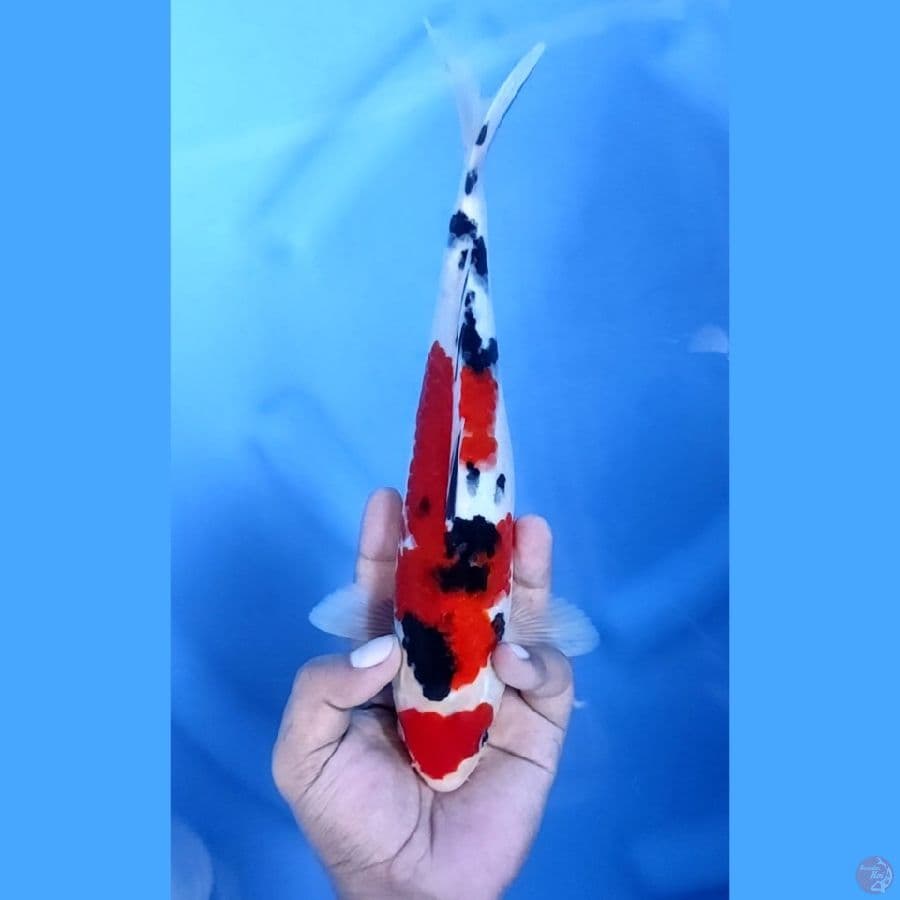 27CM # SANKE MANTAP - M