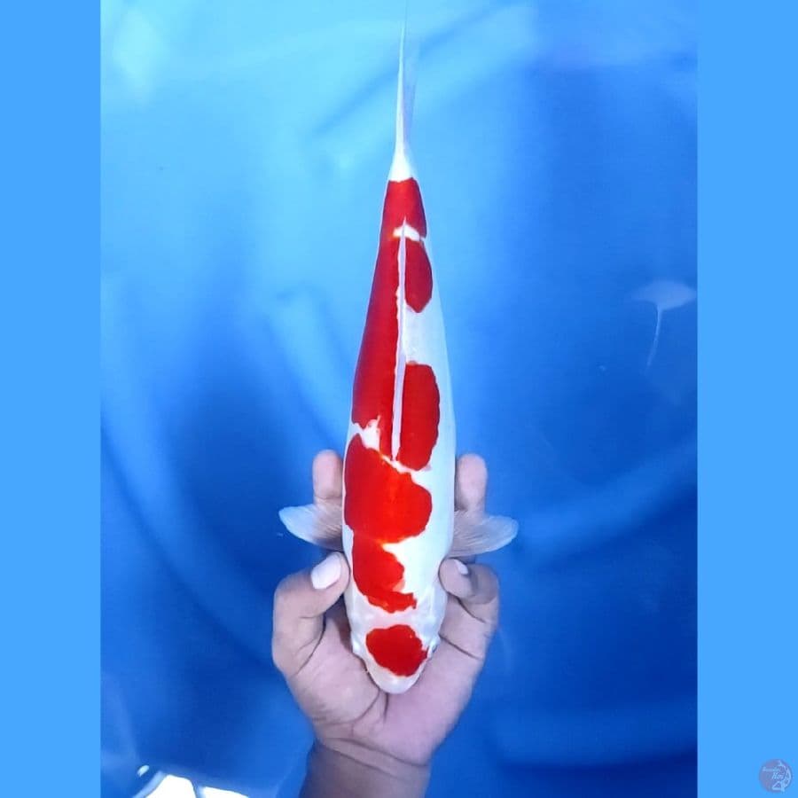 31CM # MARUTEN DOITSU KOHAKU - F
