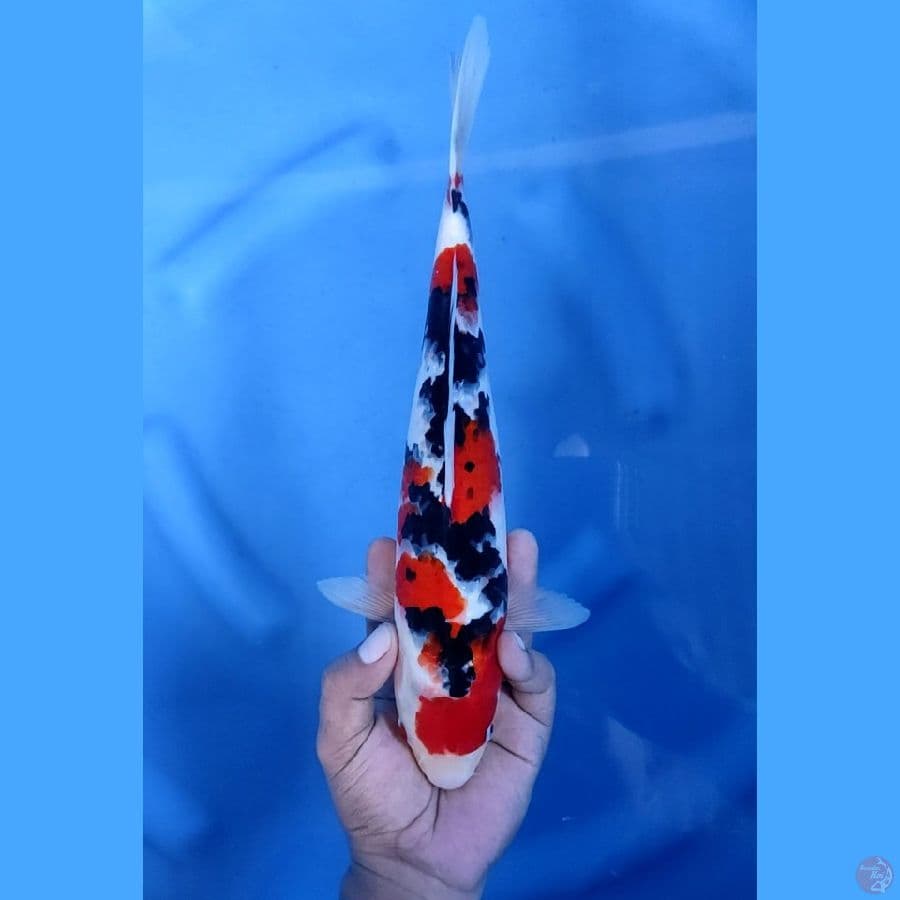 32CM # SANKE ISTIMEWA - F