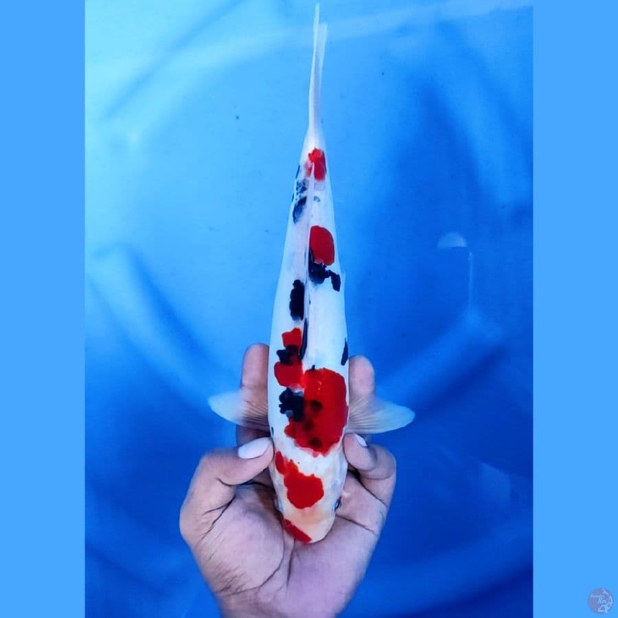 27CM # DOITSU SANKE - M