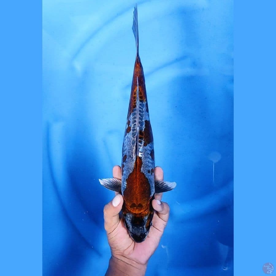 35CM # DOITSU OCHIBA - F