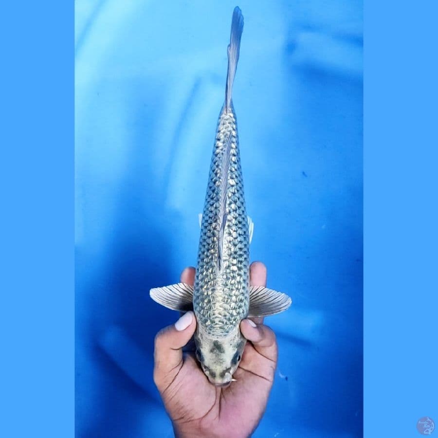 29CM # MUKASHI GINRIN - M
