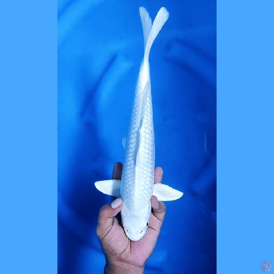 34CM # PLATINUM SPESIAL - F