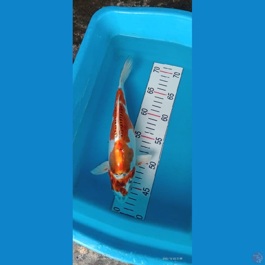 benni kikokuryu spesial betina 29 cm 