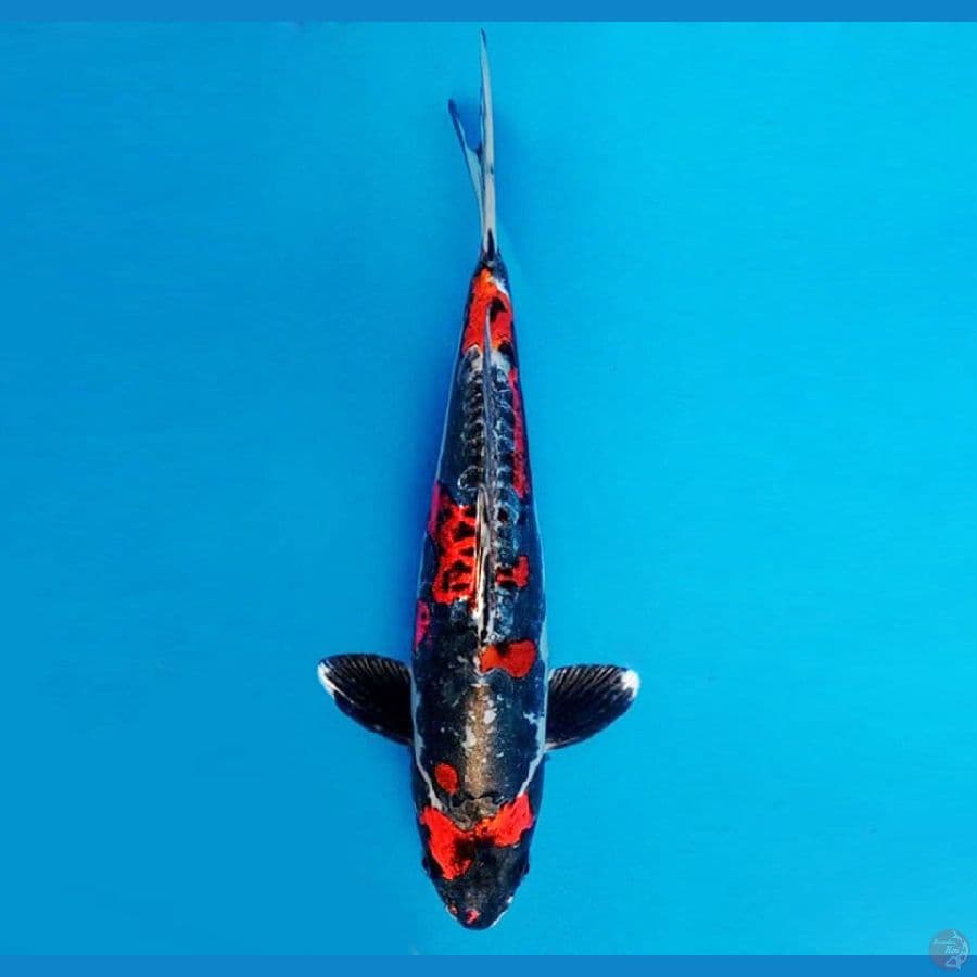 URAWA RED 1 ~ Beni Kikokuryu 30 cm/male ™