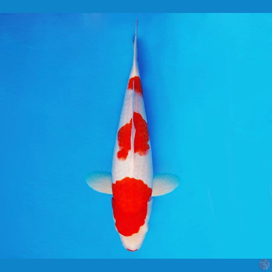 URAWA RED 5 ~ Kohaku 28 cm/fm ™