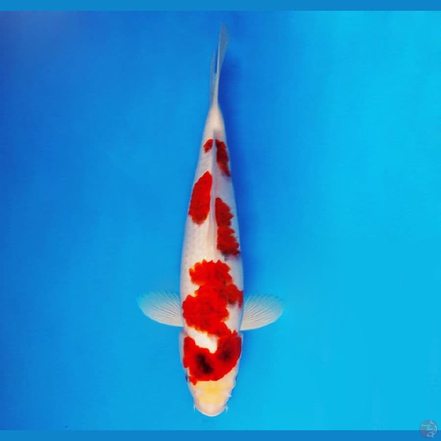 URAWA RED 10 ~ Ai Goromo 34 cm/fm ™