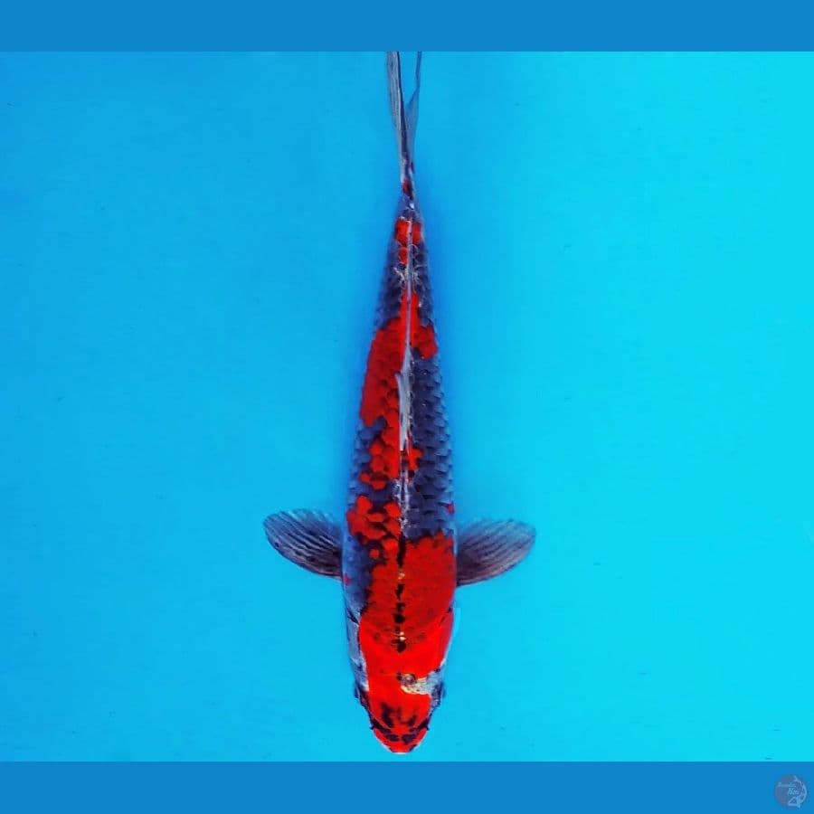 URAWA RED 14 ~ Kuro Goshiki 30 cm/ml ™