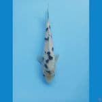 Original Bekko 24cm