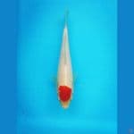 Original Tc 20cm bu