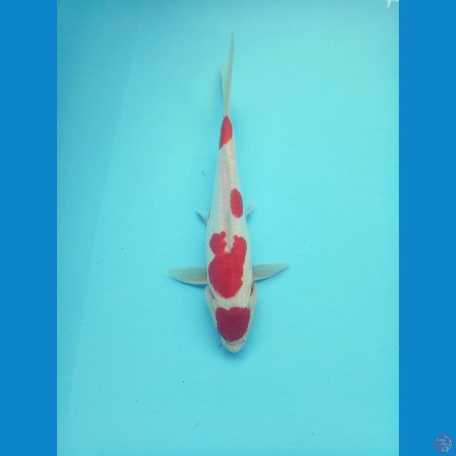 Original Doitsu 31cm