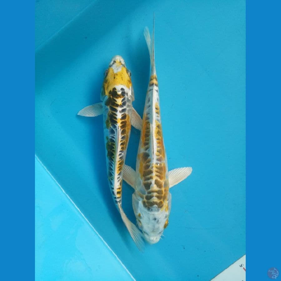 Kigoi Aragoke 21&23cm