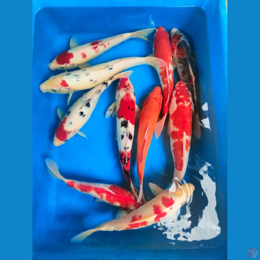 Mix 25-35cm, 10 ekor.

*Teliti sebelum melakukan bidding
*Ikan dalam kondisi siap dan siap kirim
*Harga ikan belum termasuk ongkir + packing
*Dilarang keras BID & RUN
*Konfirmasi pemenang 1x24 jam
*Wajib rekpen atau rekber

Lokasi Blitar
Cp 085815920001