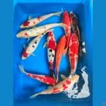 Mix 25-35cm, 10 ekor.

*Teliti sebelum melakukan bidding
*Ikan dalam kondisi siap dan siap kirim
*Harga ikan belum termasuk ongkir + packing
*Dilarang keras BID & RUN
*Konfirmasi pemenang 1x24 jam
*Wajib rekpen atau rekber

Lokasi Blitar
Cp 085815920001